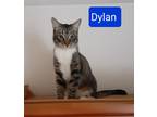 Adopt Dylan a Brown Tabby Domestic Shorthair / Mixed (short coat) cat in