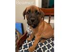 Beamer Boxer Puppy Male