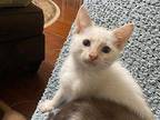 Cashew (Available for pre-adoption) Siamese Male