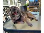 Adopt Chico a Brindle Cairn Terrier / Mixed dog in Denver, CO (35776160)
