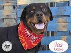 HOSS Rottweiler Young Male
