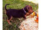Friends litter 'Ross Beagle Puppy Male