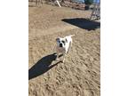Adopt Lulu a White - with Tan, Yellow or Fawn Boxer / Mixed Breed (Large) /