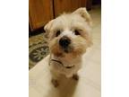 Buster Westie, West Highland White Terrier Adult Male