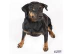 Honolulu Rottweiler Young Male