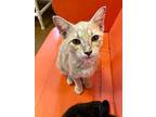 Oliver American Shorthair Young Male