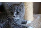 Picasso Domestic Longhair Kitten Male