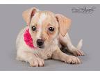 Lonnie Jack Russell Terrier Puppy Female