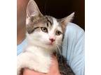 Quest Domestic Shorthair Kitten Female