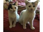 Dottie and Lottie Domestic Mediumhair Kitten Female