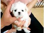 Snow White Teacup Maltese Puppies, Baby Doll Faces.