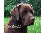 AKC Full English Chocolate Labrador Retriever Puppies- Stocky, Blocky