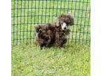 Miniature Poodle Puppy for Sale - Adoption, Rescue