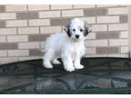 Coton De Tulear Puppy for Sale - Adoption, Rescue