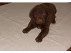 Chesapeake Bay Retriever Puppy for Sale - Adoption, Rescue