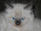 Ragdoll Kittens 4 Weeks Old Now Available For Deposit 2 Left