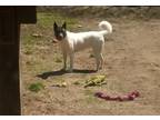 Akita Puppy for Sale - Adoption, Rescue