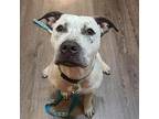 Freckled Frannie American Staffordshire Terrier Adult Female