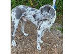 JACK Great Dane Young Male