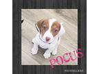 Pocus Beagle Puppy Female