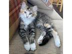 Karlie Domestic Mediumhair Kitten Female
