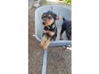 Airedale Terrier Puppy for Sale - Adoption, Rescue