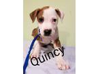 Quincy Jack Russell Terrier Baby - Adoption, Rescue