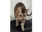 Cats American Shorthair Adult Female