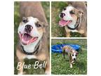 Blue Bell American Staffordshire Terrier Young Female
