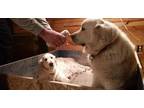 English Golden Retrievers Puppy for Sale - Adoption, Rescue