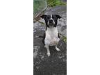 Leonidas Staffordshire Bull Terrier Young Male