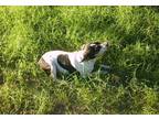 Rat Terrier Puppy for Sale - Adoption, Rescue