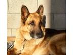 PAX German Shepherd Dog Senior - Adoption, Rescue