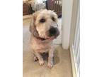 Jake Wheaten Terrier Adult - Adoption, Rescue
