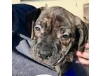 Toad American Staffordshire Terrier Baby - Adoption, Rescue