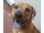 Roman Black Mouth Cur Young - Adoption, Rescue