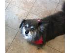 Remi Pomeranian Senior - Adoption, Rescue