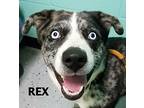 Rex Husky Adult Male