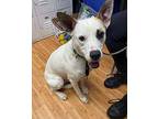 Zuma Jack Russell Terrier Young Male