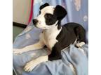 Bandit Jack Russell Terrier Baby - Adoption, Rescue