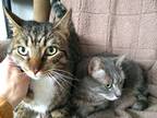 Bob and Missy BONDED SIBLINGS Tabby Adult - Adoption, Rescue
