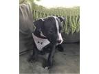 Ben Ben Pit Bull Terrier Baby - Adoption, Rescue
