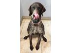 BONBON German Shorthaired Pointer Young - Adoption, Rescue