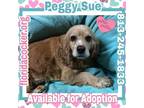 Peggy Sue Cocker Spaniel Adult - Adoption, Rescue