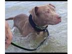 Cesar Pit Bull Terrier Young - Adoption, Rescue
