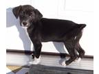 Puppies from Tennessee (4 males) Labrador Retriever Baby - Adoption, Rescue