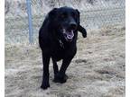 Daisy Labrador Retriever Senior - Adoption, Rescue