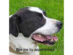 Mac American Staffordshire Terrier Senior Male