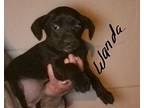 Wanda Labrador Retriever Puppy Female