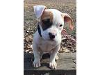 Penny American Pit Bull Terrier Puppy Female
